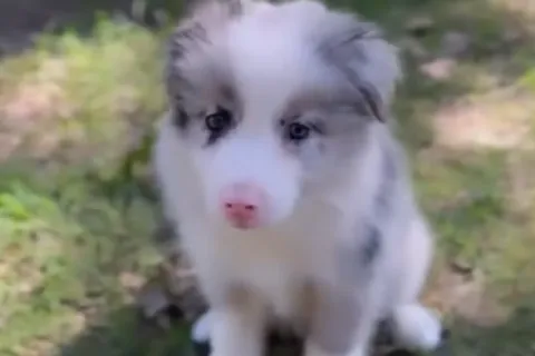 Conoce a Venus, el perro más inteligente del mundo y que acompaña a Willer Ditta en México